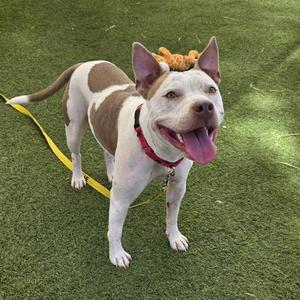 A brown and white dog with a red collar and a yellow leash, standing on green grass. The dog has a happy expression with its tongue out and is wearing a decorative crown on its head.