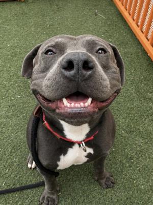 *BENNY, American Staffordshire Terrier, adult, available for adoption