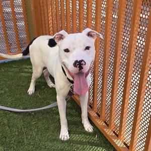*BODGER, Pit Bull Terrier, adult, available for adoption