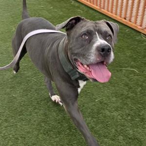 A gray dog with a white patch on its chest and a pink tongue sticking out, walking on green artificial turf.