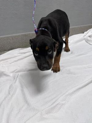 *BATMAN, Pit Bull Terrier / Rottweiler, puppy, available for adoption
