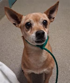 A small brown dog with large ears and a green leash around its neck.