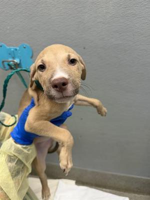 *BARK TWAIN, Pit Bull Terrier, puppy, available for adoption