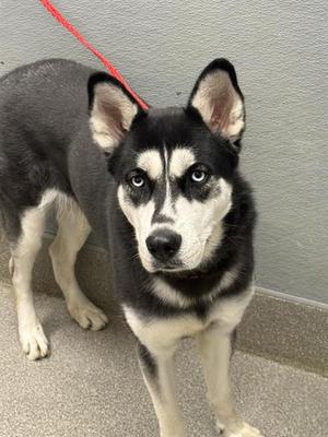 *AMELIA, Siberian Husky, adult, available for adoption