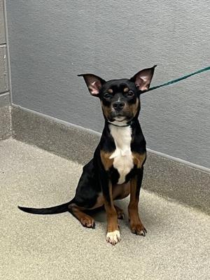 *BATMAN, Pit Bull Terrier, young, available for adoption
