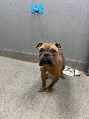 A brown bulldog standing on a gray floor, attached to a blue leash that is clipped to a wall. The dog has a wrinkled face and is looking directly at the camera. There is a white cloth on the floor behind the dog.
