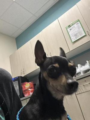 *BARKLY, Chihuahua, senior, available for adoption