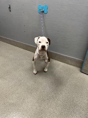 *AGATHA, Pit Bull Terrier, adult, available for adoption