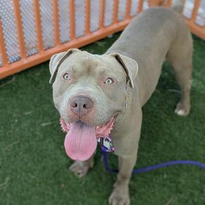 *BROWN SUGAH, Pit Bull Terrier, adult, available for adoption