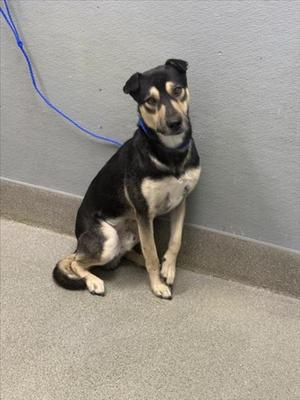 A black and tan dog sitting on a gray floor with a blue leash attached to its collar.