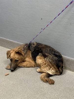 *BRITTANY, German Shepherd Dog, young, available for adoption