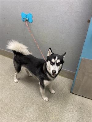 A black and white dog with blue eyes standing on a leash attached to a blue bone-shaped holder on the wall.