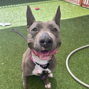 A grey pit bull dog with its tongue hanging out and a happy expression sits on a grassy area.