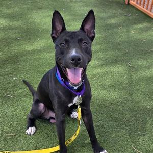 *APPLE JACKS, Pit Bull Terrier, adult, available for adoption