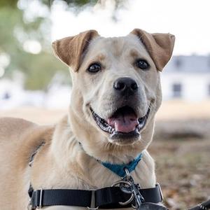 Blondie, Mixed Breed, young, available for adoption
