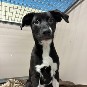 Ladybug, Mixed Breed, puppy, available for adoption
