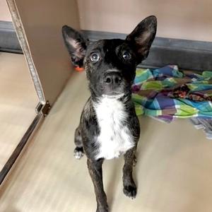 Cash, Mixed Breed, young, available for adoption