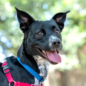 Carla, Mixed Breed, young, available for adoption