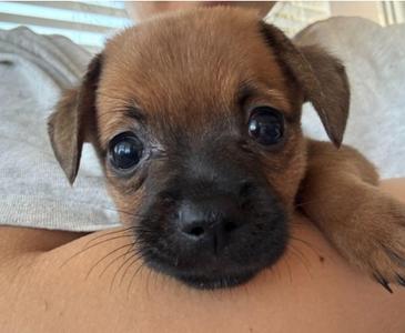 Penn, Mixed Breed, puppy, available for adoption