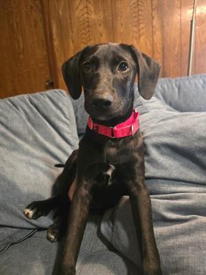 Cheetah, Mixed Breed, puppy, available for adoption