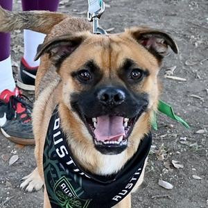 Kyle, Mixed Breed, young, available for adoption
