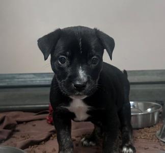 Griffin, Mixed Breed, puppy, available for adoption