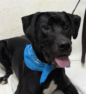 Midnight, Mixed Breed, young, available for adoption