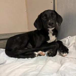Leopard, Mixed Breed, puppy, available for adoption
