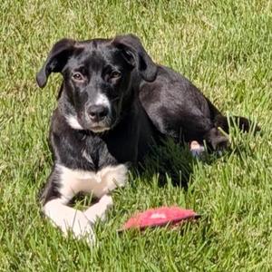 Angus, Mixed Breed, puppy, available for adoption