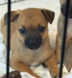 Presley, Mixed Breed, puppy, available for adoption