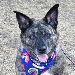 Havana, Mixed Breed, adult, available for adoption