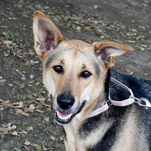 Mila, Mixed Breed, adult, available for adoption
