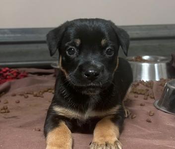 Mermaid, Mixed Breed, puppy, available for adoption