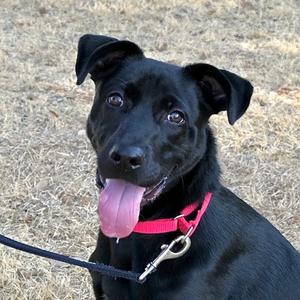 Leo, Mixed Breed, young, available for adoption