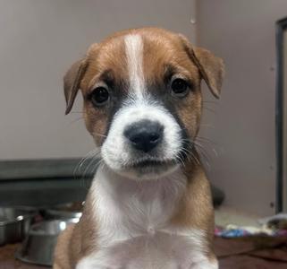 a brown and white puppy with floppy ears