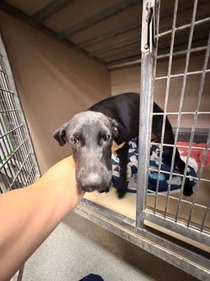 Bert, Mixed Breed, puppy, available for adoption
