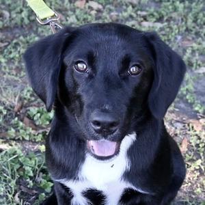 Benji, Mixed Breed, puppy, available for adoption