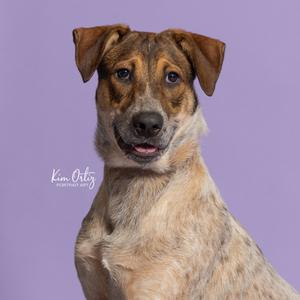A brown and white dog with floppy ears sitting against a purple background.