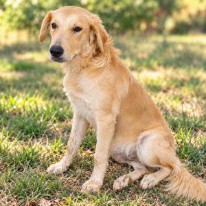 A golden retriever dog sitting on grass