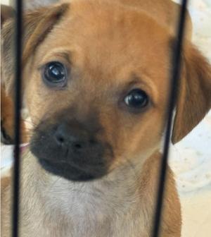 Porter, Mixed Breed, puppy, available for adoption