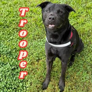 Trooper, Labrador Retriever, adult, available for adoption
