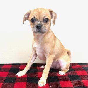 A small, light brown dog sitting on a red and black checkered blanket.