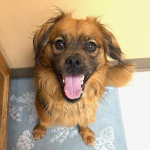 Ernie, Mixed Breed, young, available for adoption