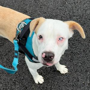 Charlie, Pit Bull Terrier, adult, available for adoption