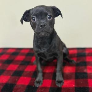 A black puppy sitting on a red and black checkered blanket.