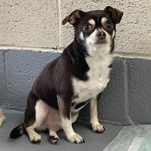 Chip, Chihuahua, adult, available for adoption