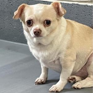 A small, light-colored chihuahua with large, dark eyes and floppy ears is sitting on a gray surface. The dog has a short coat and is looking directly at the camera. The background is a textured gray wall.