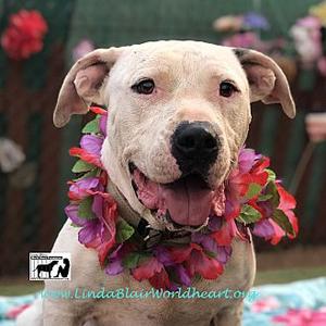 Henry, Labrador Retriever, senior, available for adoption