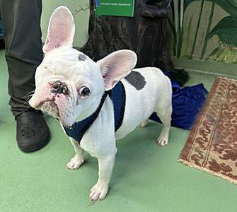 Benoit, French Bulldog, adult, available for adoption