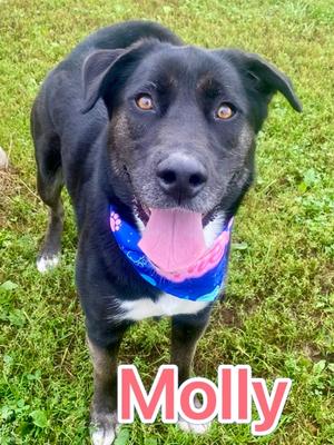 Molly, Labrador Retriever and Border Collie, adult, available for adoption